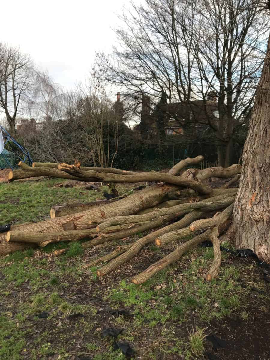 XUL Tree trunks- King Alfred School