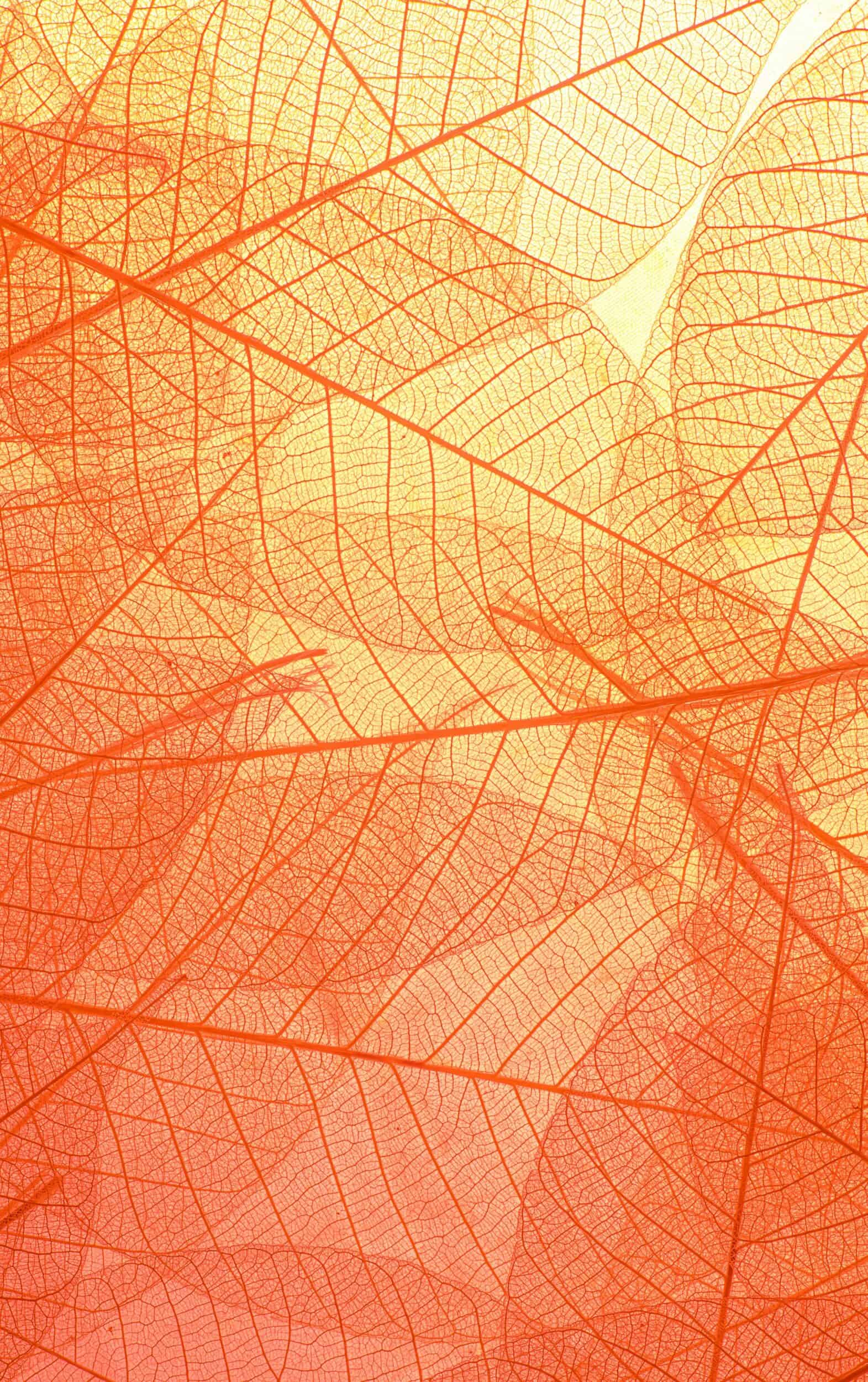 nature and natural forms nature and natural forms